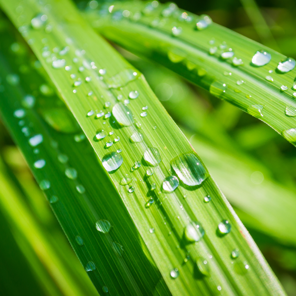 Lemongrass, Pure Aromatherapy Essential Oil