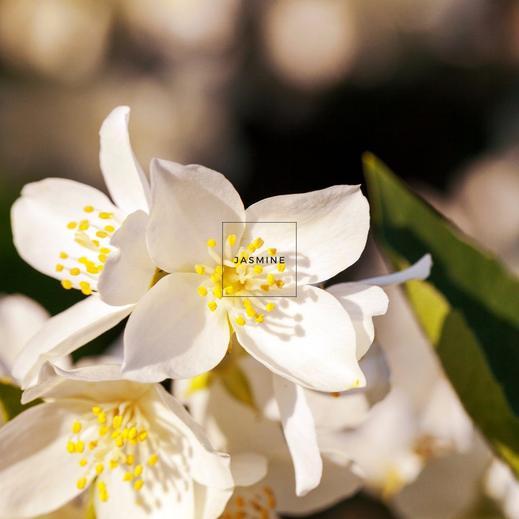 Gardens, Bay Pure Aromatherapy Essential Oil
