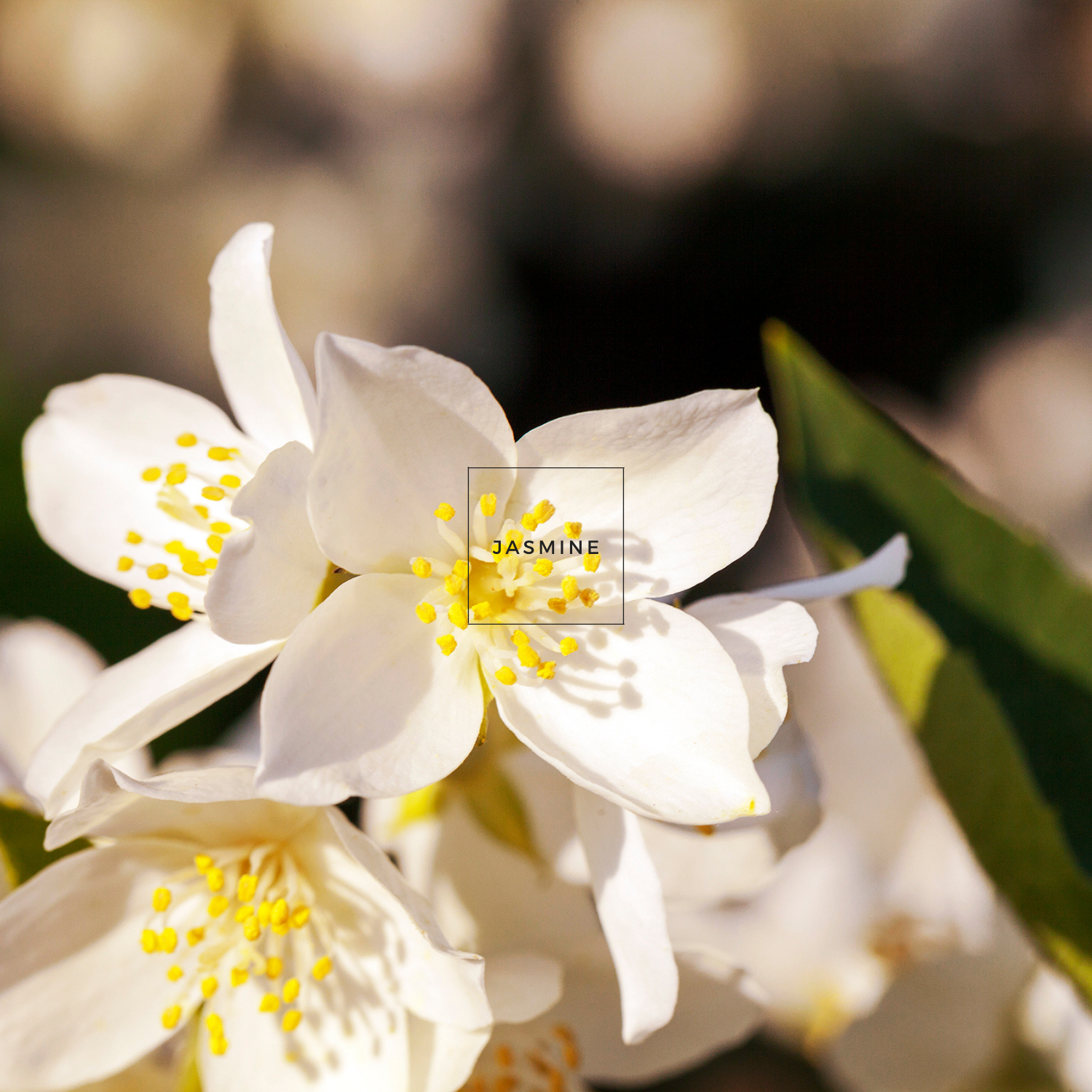 Gardens, Bay Pure Aromatherapy Essential Oil