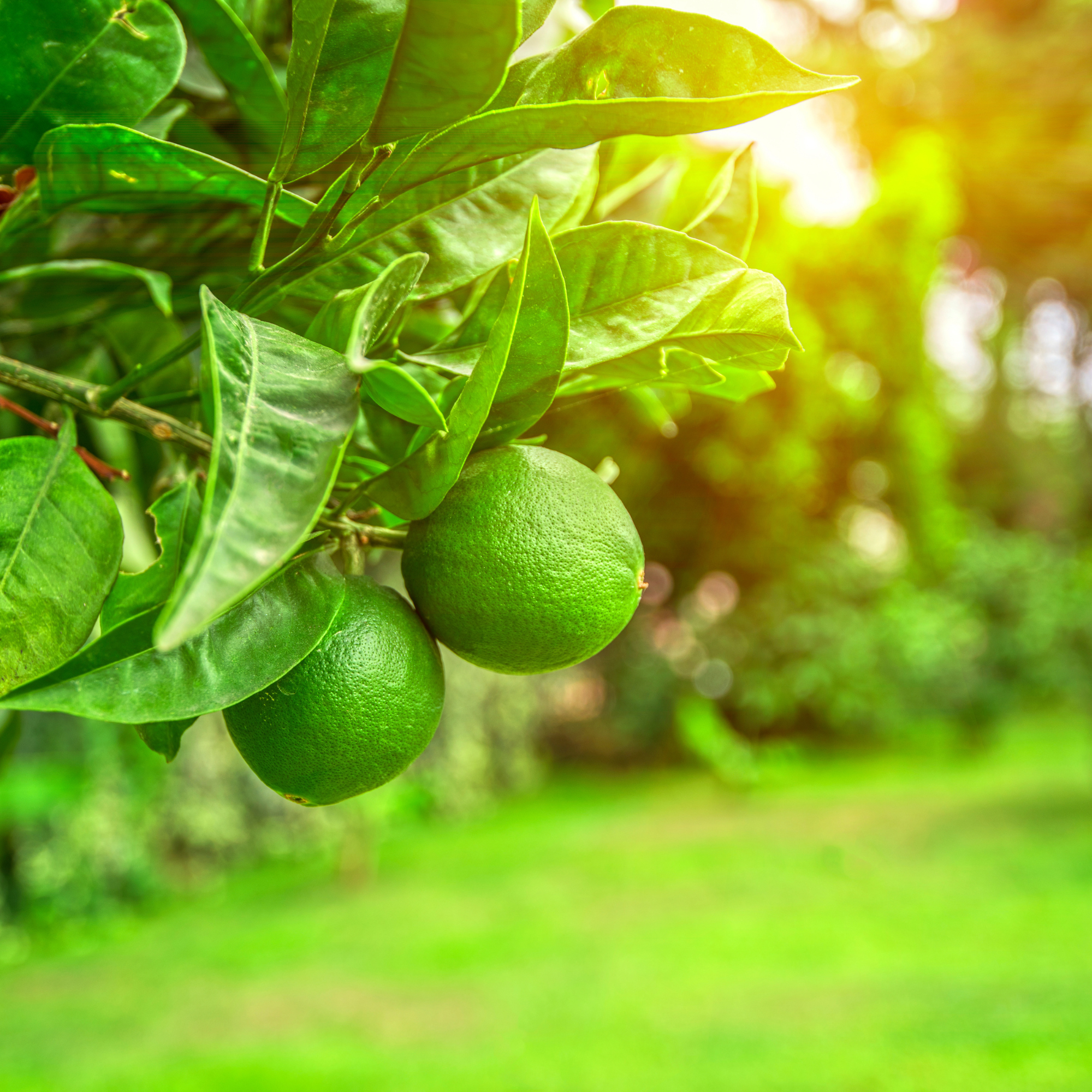 Lime Basil & Mandarin, Pure Aromatherapy Essential Oil